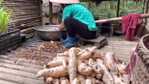 Harvest turmeric and cabbage to go to the market to sell. farm life