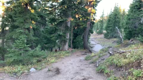 Oregon – Mount Hood – Forest Tundra Near the Summit