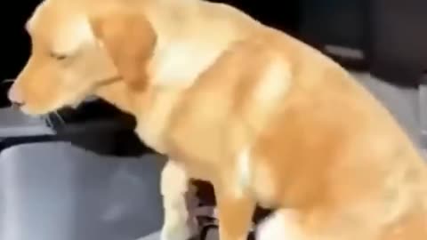 Silly cats and dogs doing silly things