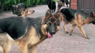Training Of German shepherd dogs