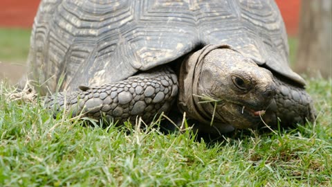 Footage of the Turtle eating grass