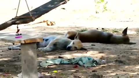 Fake Lion and Tiger Prank to Dog