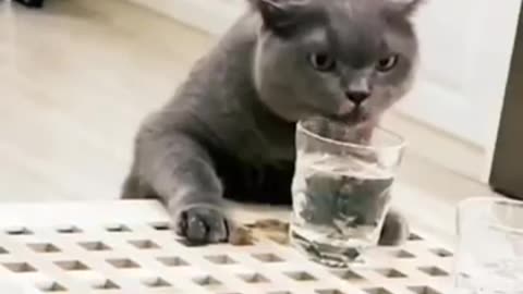 These Cats are Doing Funny Things Which is Make You Laugh -- Funny Cats 2023 -- Funny Videos Heaven.