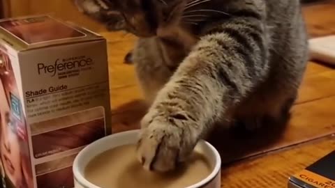 Cat as coffee 😂 cat's dogs pets video.