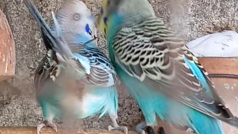 Australian birds breeder pair 🐦🐦 |