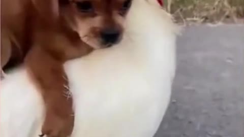 Cute Puppy Playing With Chicken