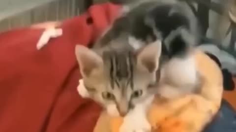 Funny video Short cat 🐈