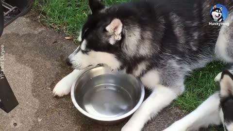 Husky# Blowing Bubbles# On The Water Bowl#