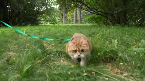 Walking in a Cat Stroller