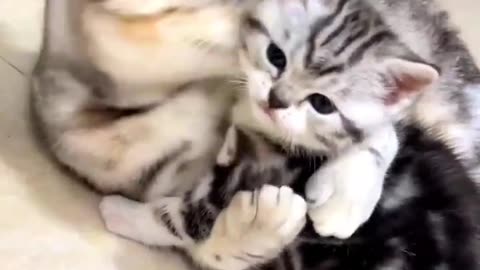 #cat #catlover #funnyvideo #animals #funnycats #funnyshorts #funnyanimals #cats #funnyvideos #পেতস