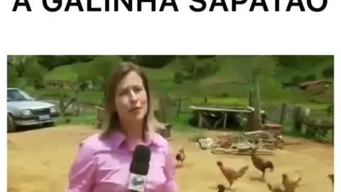 galinha sapatão