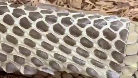 KING COBRA SHEDDING IT’S SKIN