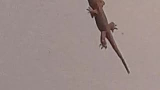 Tropical house gecko eating insect