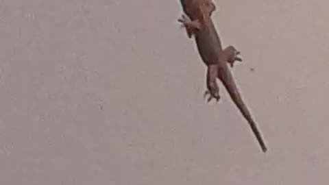 Tropical house gecko eating insect