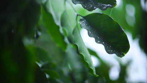 Very close shot of the leaves of a tree wet with rain