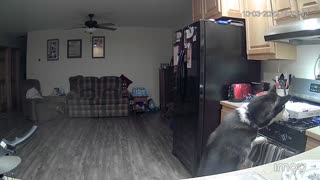 Husky Accidently Causes Kitchen Fire