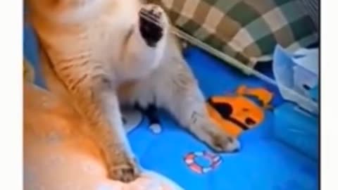 Funny cats and dogs video funniest animals