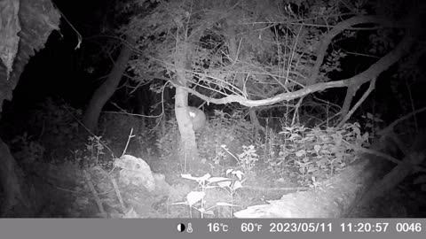 Trail Camera: Raccoon with rabies??