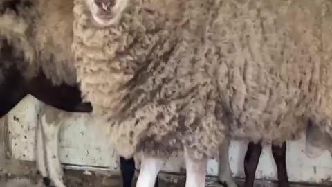 Girl Trying to Make Friends with Sheep Struggles