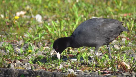 I composed a short Piano sound 'my dear coot'