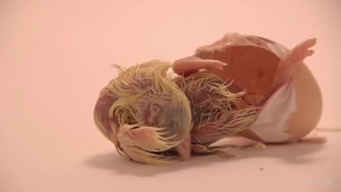 Little chick - Original video by Mindia