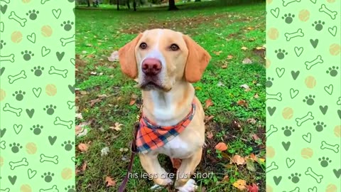 Dwarf Lab Stuns People With His Short Legs and Biiig Personality