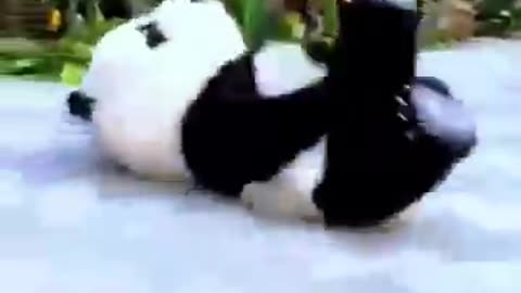Cute Panda 🐼 #funny #reels #status #subscribe #trending #video #viral ♥️ #shortsvideo #share #shorts