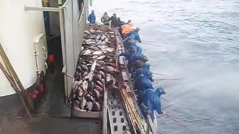 Insane Tuna Catch - Fishing Tuna Frenzy