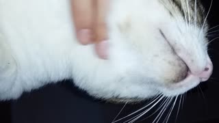 Cute cat massage