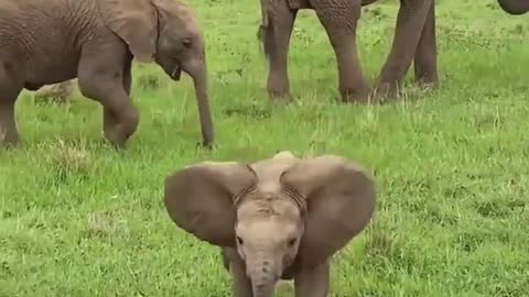 Happy elephant