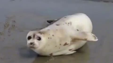 SEALS ARE THE BEST 😍 Funny & Cute Seal Compilation