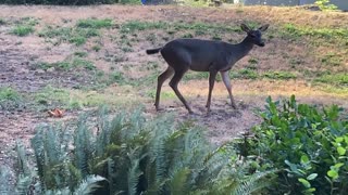 It's a (Deer) Family Affair