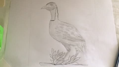 Francolin birds drawing easy drawing