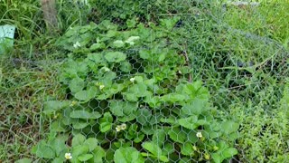 Overgrown Garden = Free Chicken Feed 6-24