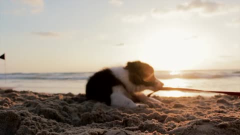 Puppy Dog Playful Beach Sand Play Canine Pet