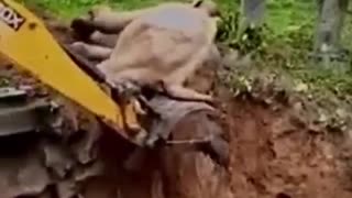 Using an excavator to help to rescue an elephant!