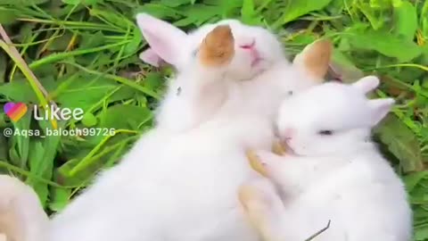 Cute rabbit play with mother