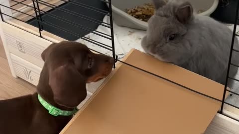 Puppy meets bunny brother for the first time
