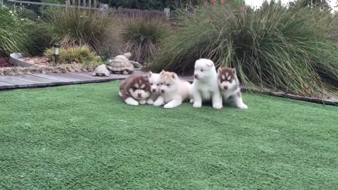 Watch this video if you love husky puppies!