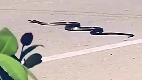 Snake run in a road more dangerous video