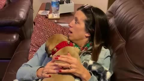 Christmas Surprise Puppy