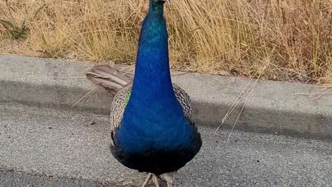 Got pulled over by peacock