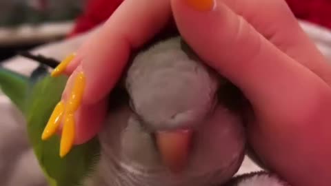 Parrot Coty loves to be stroked