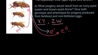 Haplodyploidy in honeybees