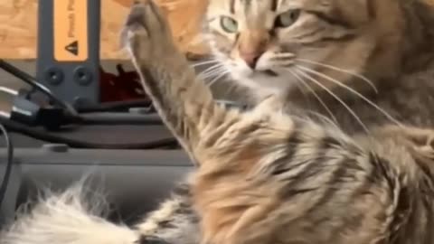 Funny animals - Funny cats / dogs - Funny