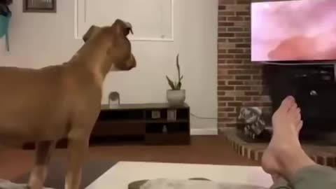 Cute dog reacts to lion king saddest scene