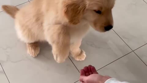 10 Week old Puppy Doing Tricks!