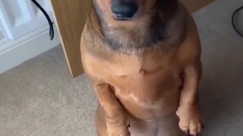 Crazy Funny Dogs Viral Clips😹|| Best #funny Cute Dogs