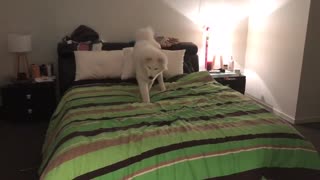 Dog trying to find the phone on the bed