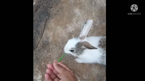 Cute rabbit🐇🐰 baby's